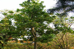 Barringtonia asiatica